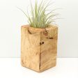 Wood Burl  Air Plant Holder - Killian (Wood Burl, 680365) Hot on Sale