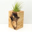 Wood Burl  Air Plant Holder - Tristen (Wood Burl, 680071) Online