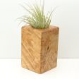 Wood Burl  Air Plant Holder - Kara (Wood Burl, 680369) Cheap