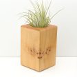 Wood Burl  Air Plant Holder - Sarah (Wood Burl, 680368) Online